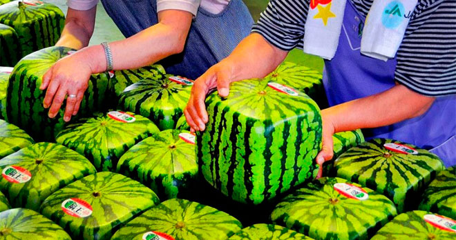Топ-10 самых дорогих продуктов Японии